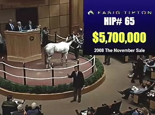 Stardom Bound at Fasig Tipton